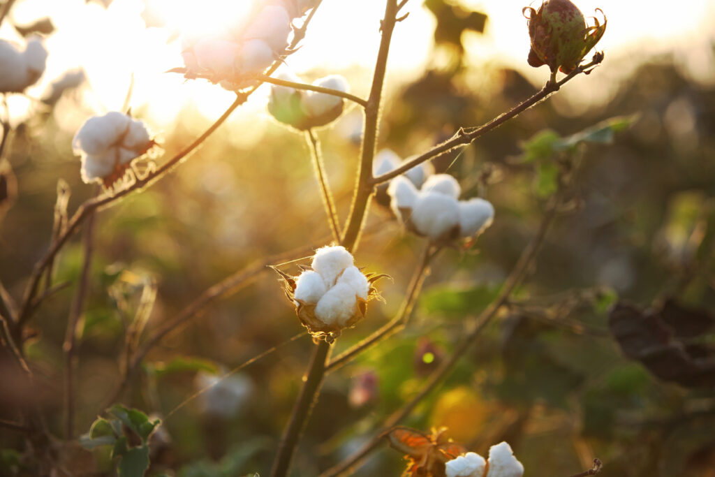 Cotton plant